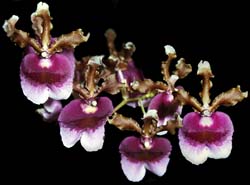 oncidium_fuscum_cd