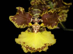 oncidium_gardneri_ws_cd