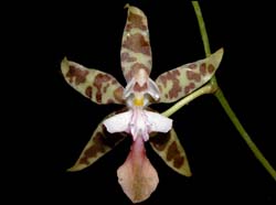 oncidium_hastatum_ws_cd