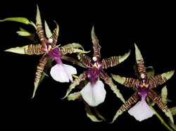 oncidium_hastilabium_cd