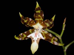 oncidium_hintonii_ws_cd