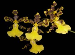 oncidium_hyphaematicum_ws_cd