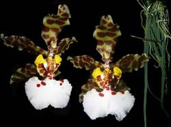 oncidium_jonesianum_cd