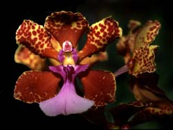 oncidium_lanceanum_cd