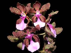 oncidium_lanceanum_ws_cd