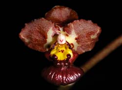 oncidium_lindenii2_ws_cd