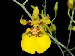 oncidium_lykaiosii_ws_cd