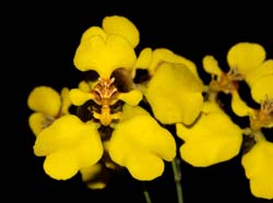 oncidium_macropetalum_ws_cd