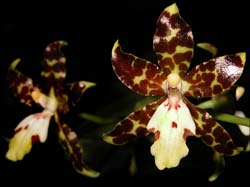 oncidium_maculatum_cd