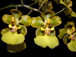 oncidium_margalefii_cd