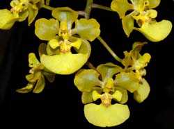 oncidium_margalefii_ws_cd