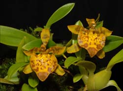 oncidium_meirax_ws_cd