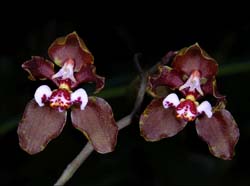 oncidium_microchilum_ip_cd