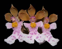 oncidium_mimeticum_cd