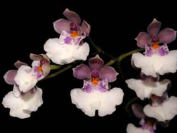 oncidium_nubigenum_cd