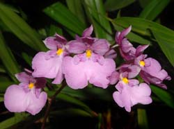 oncidium_nubigenum_ws_cd