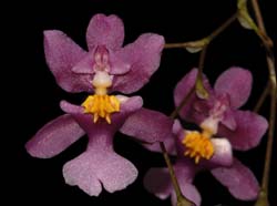 oncidium_ornithorhynchum_ws_cd