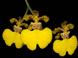 oncidium_panamense_ws_cd