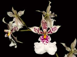 oncidium_phalaenopsis_ws_cd