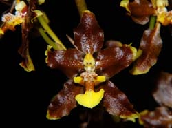 oncidium_planilabre_ws_cd