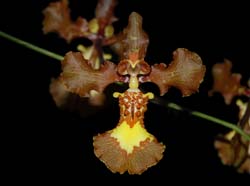 oncidium_praetextum_ws_cd