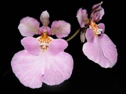 oncidium_pulchellum2_cd