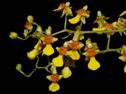 oncidium_raniferum_ws_cd