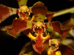 oncidium_riograndense_ws_cd