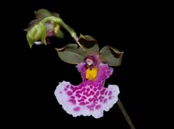 oncidium_sanguinolentum_ws_cd