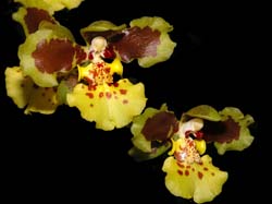 oncidium_sarcodes_cd