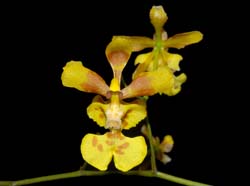 oncidium_sphegiferum2_ws_cd