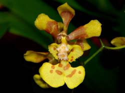 oncidium_sphegiferum_ws_cd