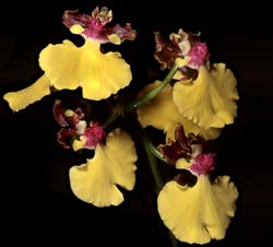 oncidium_spilopterum_cd