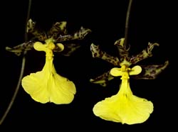 oncidium_tigrinum_cd