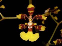 oncidium_tipuloides_cd