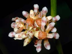 oncidium_toachicum_ws_cd