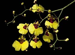 oncidium_varicosum_rogersii_cd