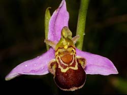 ophrys_apifera2_cd