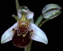 ophrys_apifera_cd