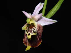 ophrys_apifera_ws_cd