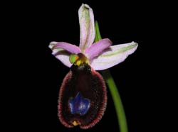 ophrys_bertolonii_ws_cd