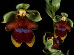 ophrys_insectifera_cd