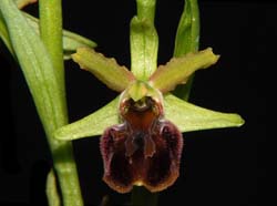 ophrys_sphegodes_WS_cd