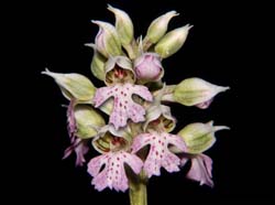 orchis_lactea_ws_cd