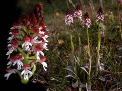 orchis_ustulata_cd