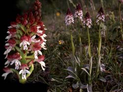 orchis_ustulata_xxl_cd