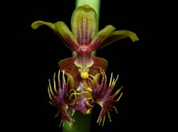 ornithochilus_difformis_ip_cd