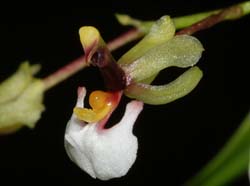 ornithophora_radicans_ws_cd