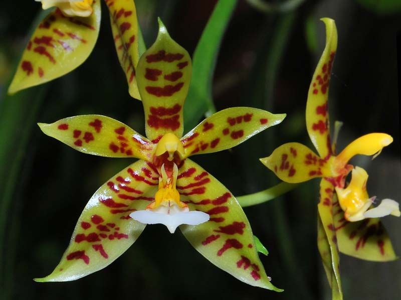 Phalaenopsis_lamelligeraxpantherina_MG_cd