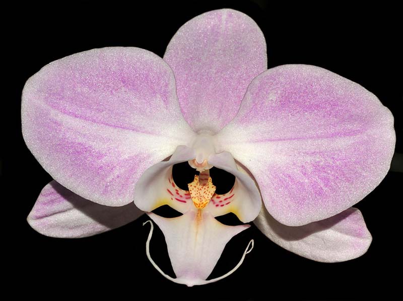 Phalaenopsis_sanderiana_IP_cd